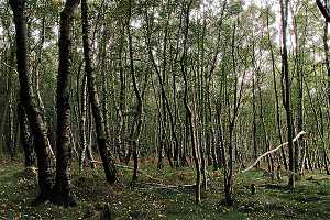 Marscheider Wald